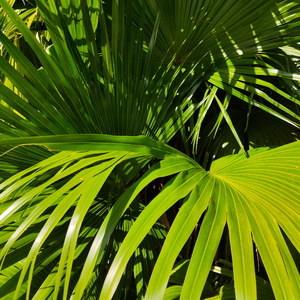 大全海报小鲤导航
